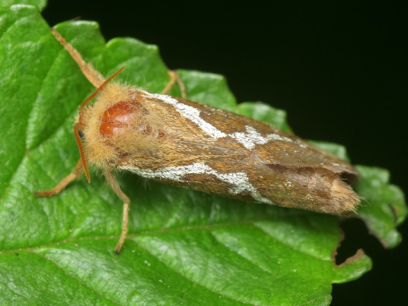 Korscheltellus lupulina (Linnaeus, 1758)
